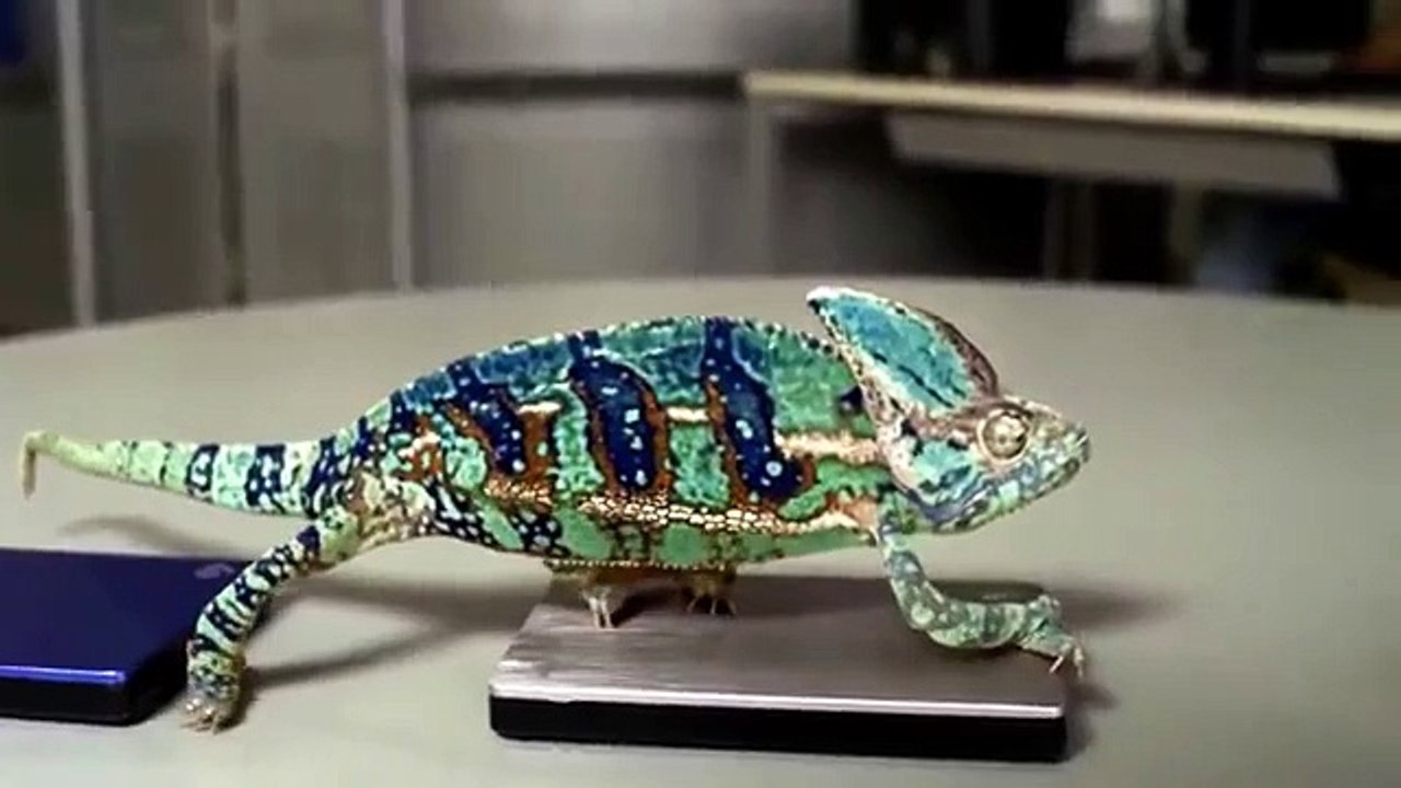 Хамелеон меняет цвет. Забавный хамелеон изменяет окраску