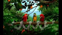 Parrot Talking, Parrot Dancing, Parrot Singing VIDEOS 5