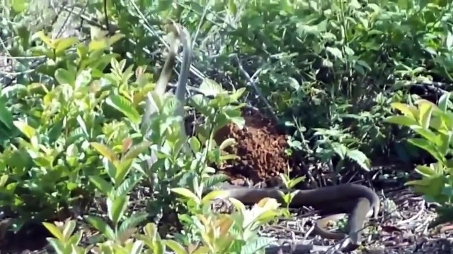 Funny Animal - Animal Mating Best Moment Compilation 2015 - Animals Mating #3