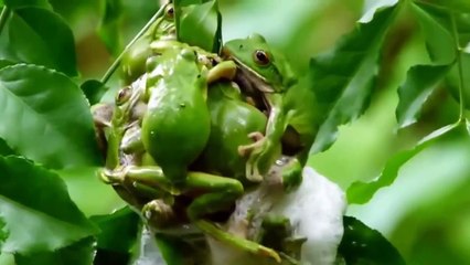 Funny Animal - Animal Mating Best Moment Compilation 2015 - Animals Mating 2015