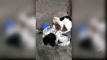 Funny cats and Cute Dogs - cats Mating Best Moment - BEST FUNNY ANIMALS