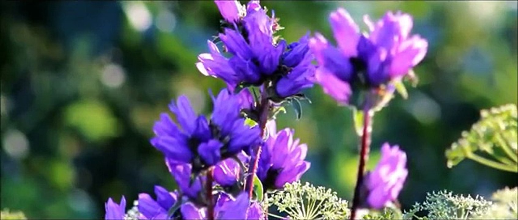 Amazing Nature at its Best with Wonderful Chill Out Music