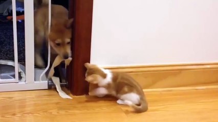 Puppy and Kitten Playtime