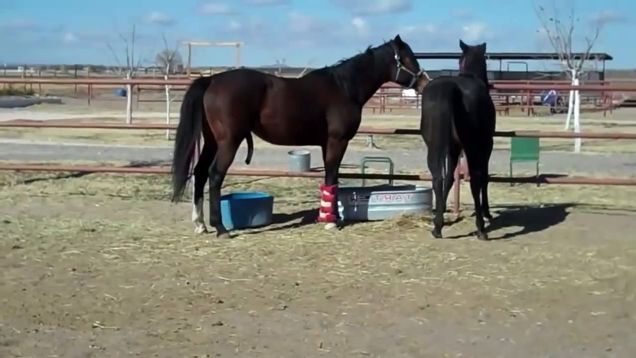 HORSE BREEDING - NATURAL- BREEDING HORSE - HORSE MATING -- THOROUGHBREDS
