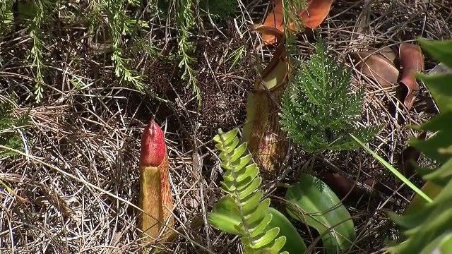 The Baliem Valley Of Papua