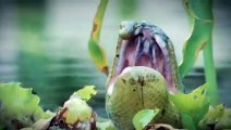 Giant Anaconda Attacks and Swallows Crocodile (Rare and Shocking)