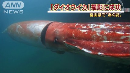 Le plus grand calamar géant jamais filmé sur les côtes japonaises