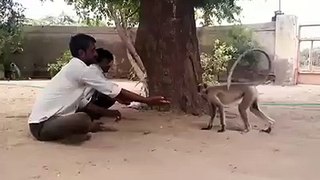 Funny Videos of Monkey - Must Watch