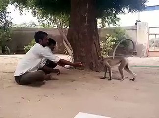 Funny Videos of Monkey - Must Watch
