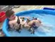Funny Videos - Kid Tub Bath With baby Ducks