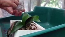 Rempotage d un Phalaenopsis