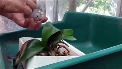 Rempotage d un Phalaenopsis