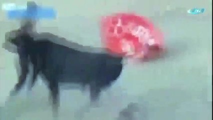 Boğaya kafa atmaya kalktı