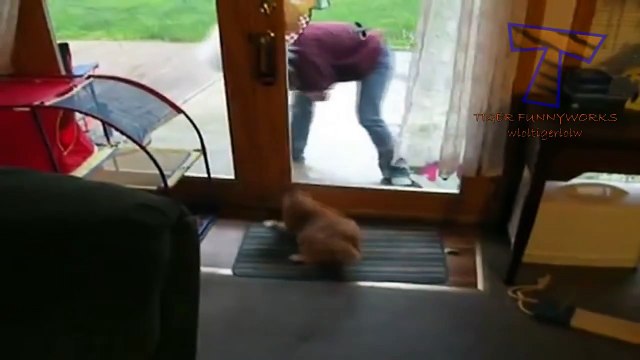 Chats comiques et peureux - Funny cats compilation