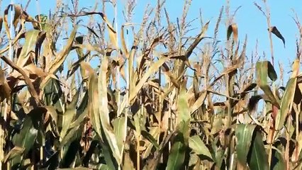 Chopping 20 rows of corn with Kemper