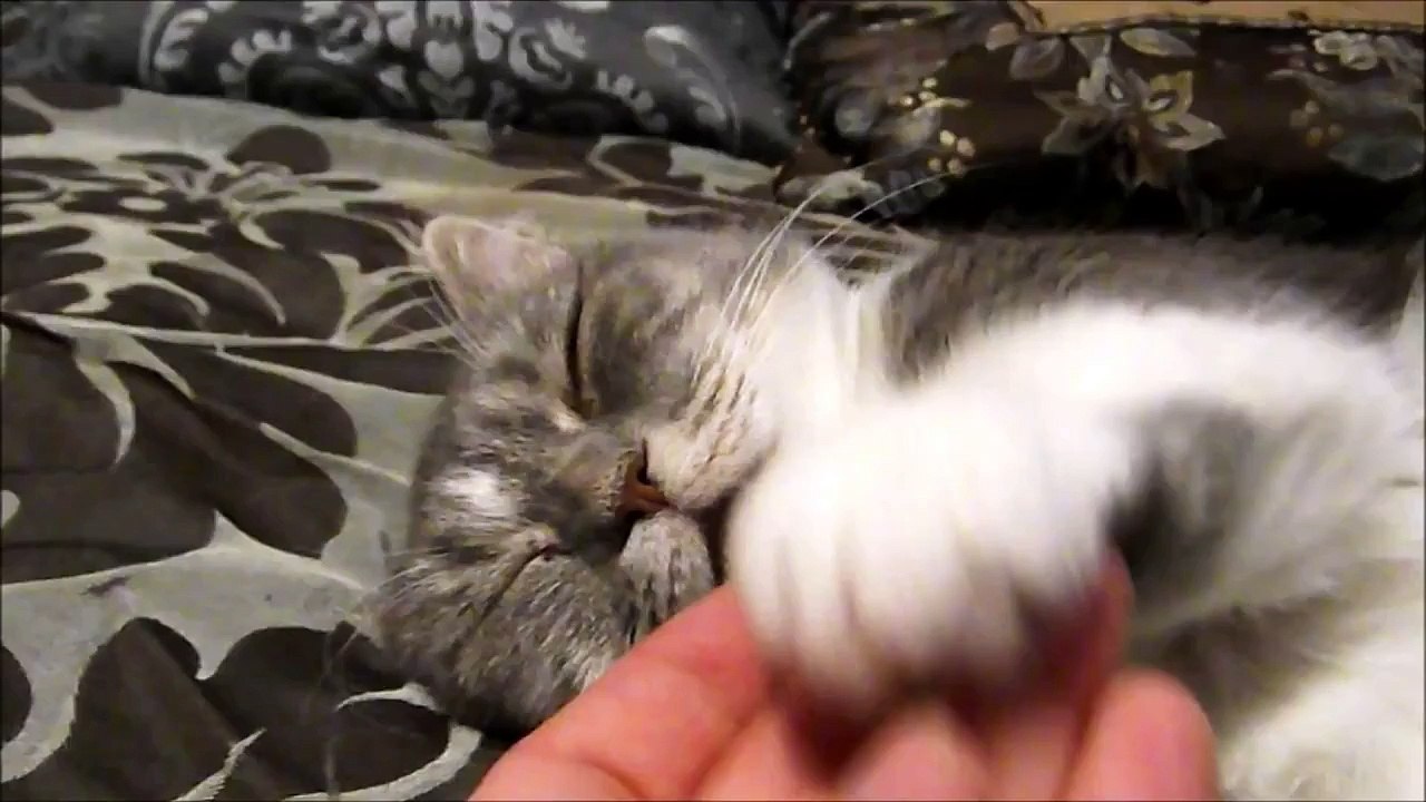 Cat Has Delicious Dreams So Cute