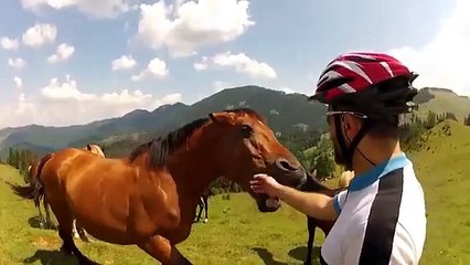 When Horses ATTACK! A compilation by Uberretroguy