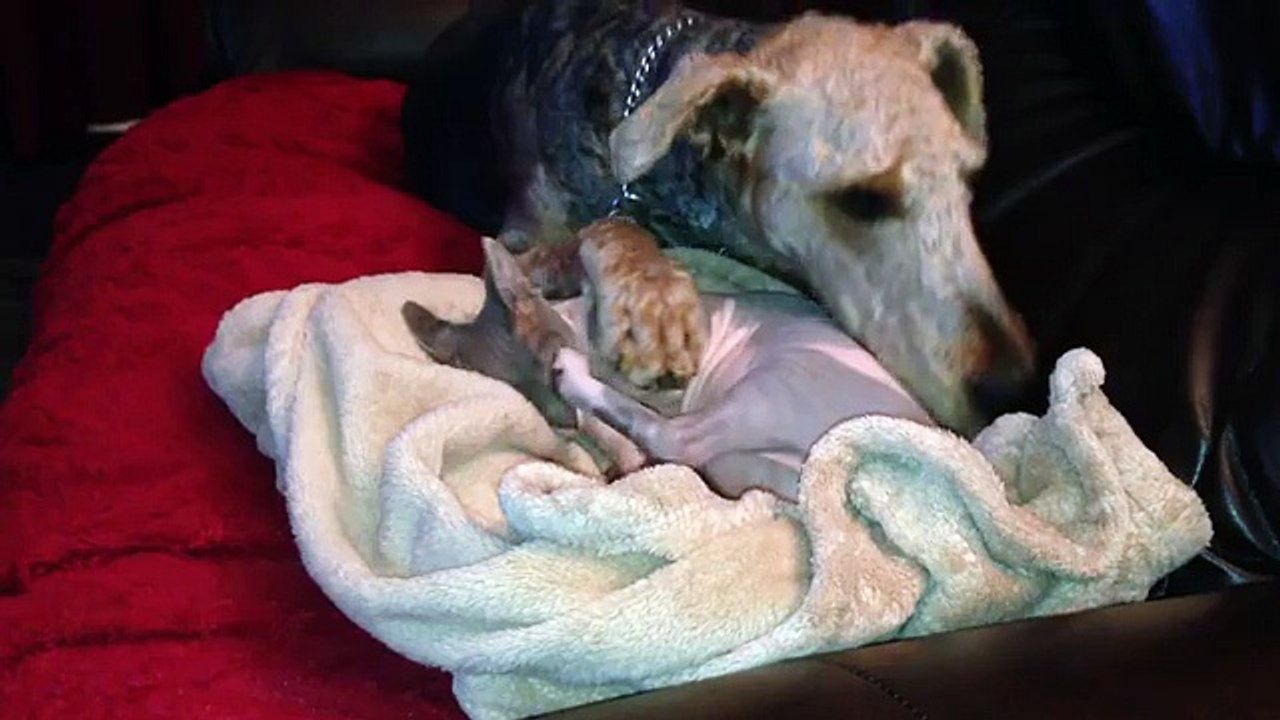 Airedale Terrier adores sphynx cat