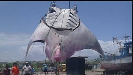 La Mantarraya Mas GRANDE Del Mundo