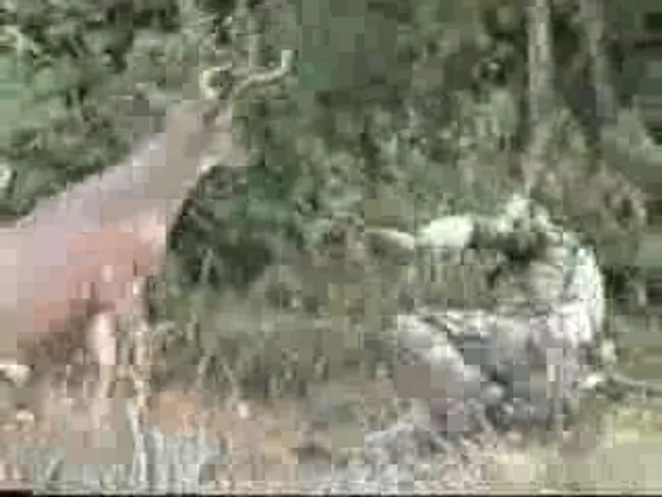 Cerf qui boxe