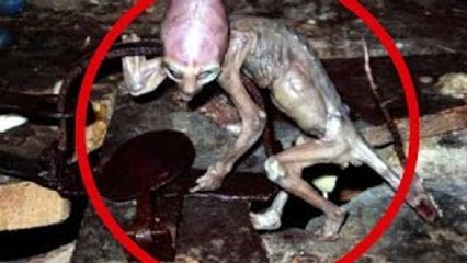 CRIATURAS EXTRAÑAS Grabadas CON Cámara DE Seguridad