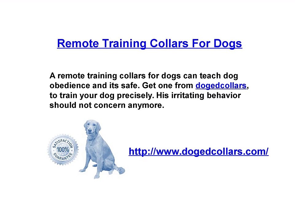 Remote training collars for dogs