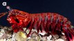 Giant Spearing Mantis Shrimp VS Fish Animals World