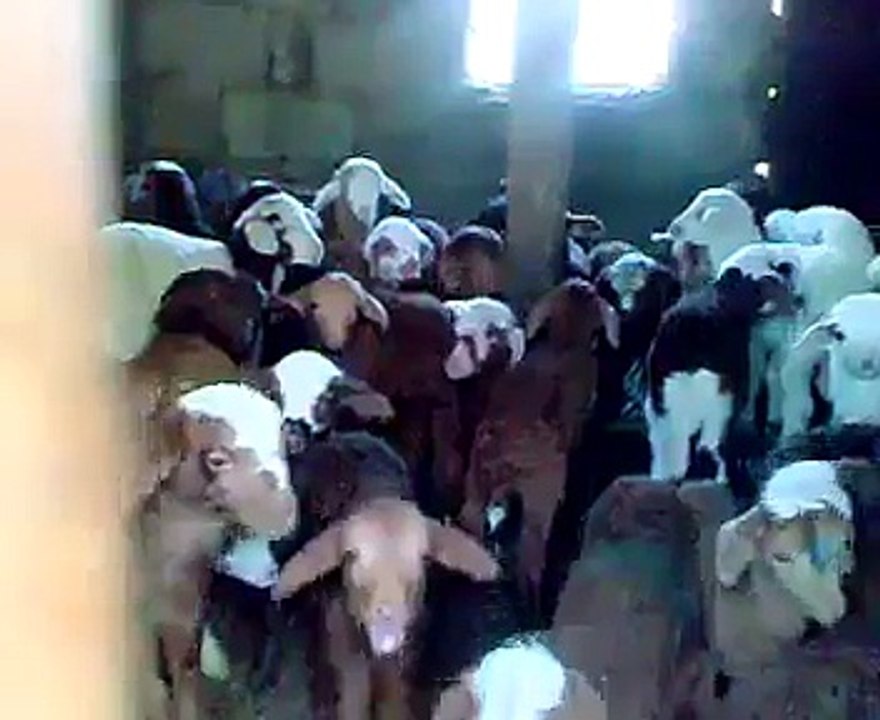 bakra party