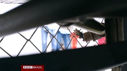 Estudante cria 5 mil abelhas em apartamento de 42 m² no centro de São Paulo