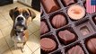 Dog projectile vomits after eating too much chocolate