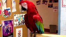 Танцующие попугаи. Смешные попугаи танцуют под музыку