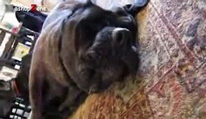 Funny Dogs Barking - A Funny Dog Barking Videos Compilation 2016