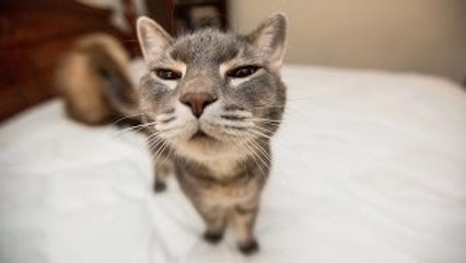 New Funny Cats and Dogs Complication 2016