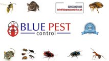 Blue Pest Control | Bed Bug Control in Norbury London | Mice Control in London | Rat Control | Cockroach Control