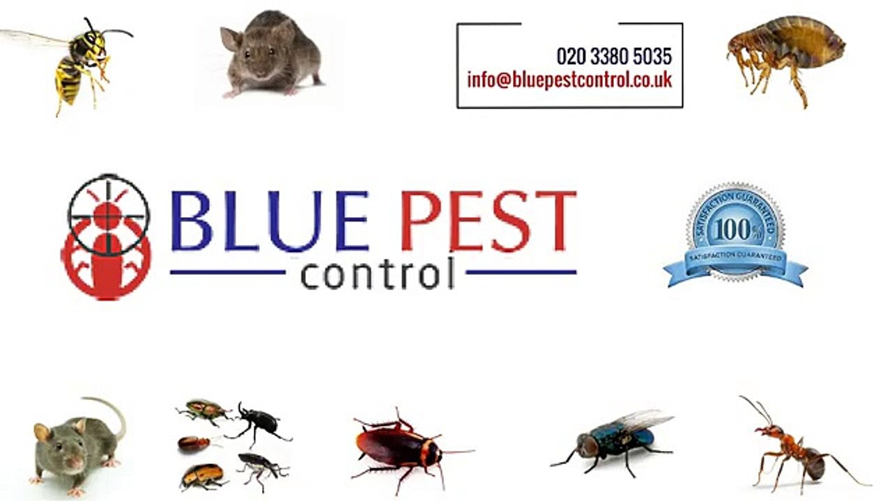 Blue Pest Control | Bed Bug Control in Norbury London | Mice Control in London | Rat Control | Cockroach Control