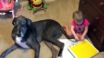 Un chien adorable permet à une petite fille d'utiliser sa queue pour peindre un dessin