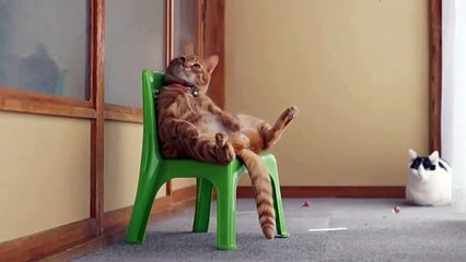 ULTIMATE Funny cat Videos 2016 - CRAZY cat Videos 2016 - Super Funny cats 2016