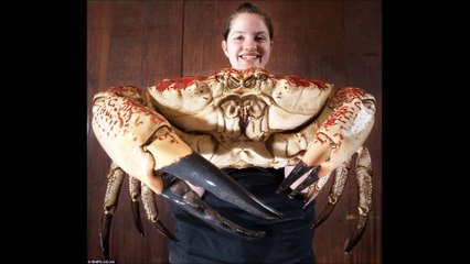 Biggest Giant  Tasmanian Crab