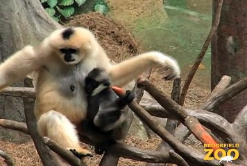 9-Month-Old Gibbon Becoming More Adventurous at Brookfield Zoo