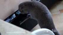 Cat Burglar Busted - Funny Cat Gets Caught Breaking Into A Drawer