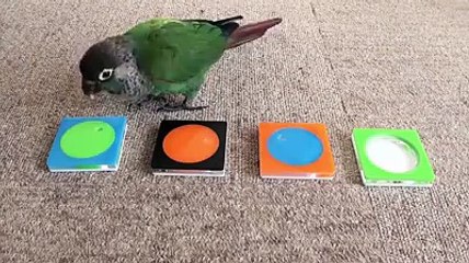 Very intelligent parrot