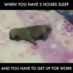 When you have 3 hours of sleep and you have to get up for work