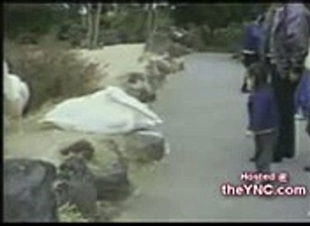 Duck funny video