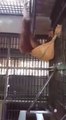 Mira cómo este orangután armó una hamaca en pocos segundos