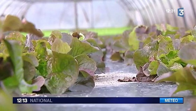 Hiver : les maraîchers inquiets par les températures