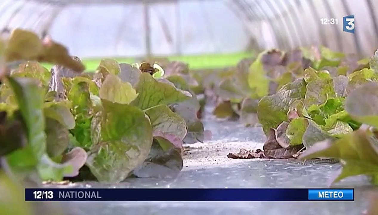 Hiver : les maraîchers inquiets par les températures