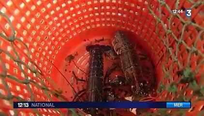 Le homard bleu du Cotentin primé