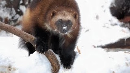 [National Geographic] Wild Russia: Primeval Valleys HD (Nature Documentary)