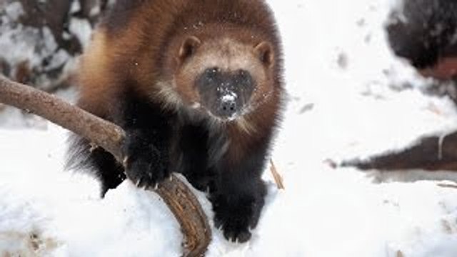 [National Geographic] Wild Russia: Primeval Valleys HD (Nature Documentary)