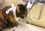 Thirsty Cat Puts Cone of Shame to Brilliant Use